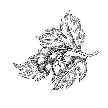 Online coloring book: Coloring antistress hawthorn branch